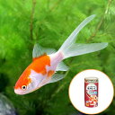 (国産金魚)コメット(1匹)+キョーリン ゴールドプロス 50g セット 本州四国限定