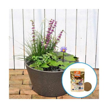 (ビオトープ)(めだか)はじめての熱帯性睡蓮セット + キョーリン メダカのエサ 産卵・繁殖用 40g 説明書付 本州四国限定 (休眠株)