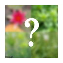 （ビオトープ）水辺植物 ビオトープビギナーセット 姫スイレン＋水辺植物3種類【HLS_DU】