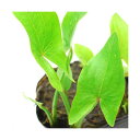 (ビオトープ)水生植物 サジタリア ラティフォリア(1ポット) 抽水植物