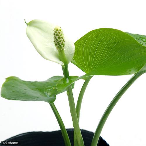 Other Aquatic Plants - （ビオトープ）水生植物　ヒメカイウ（ミズザゼン、ミズイモ）（1株）