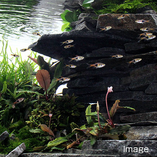 ������Ǥ���������С�M����������10��20cm�ˡ�4�硡���ʡ��������ꥦ�ࡡ�쥤�������Ǻࡡ����������