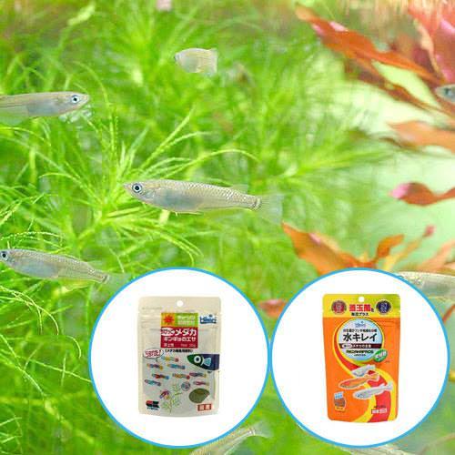 錦鯉 濾過槽 バイオクリーン 殺菌灯付き 池 メダカ 金魚 最安挑戦!