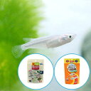 (めだか)青メダカ(6匹)キョーリン ちびっこメダカ+メダカプロス 育成セット メダカ えさ 本州四国限定