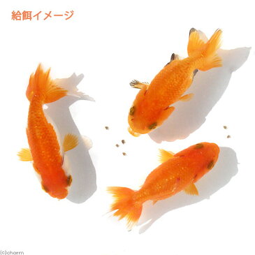 aquarium　fish　food　series　「ff　num11」　金魚用フード　弱沈下性　40mL　金魚のえさ　関東当日便