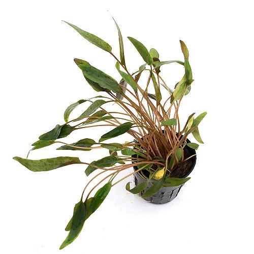 （水草）クリプトコリネ　ウェンティー　ミオヤ（3ポット分）