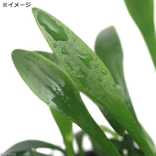 （水草）クリプトコリネ　パルヴァ　東南便（3ポット分）