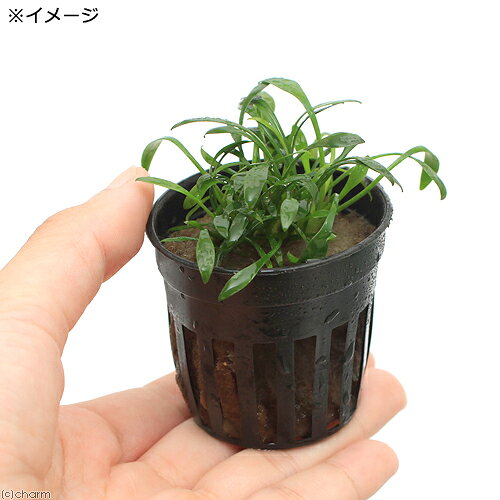 （水草）クリプトコリネ　パルヴァ　東南便（3ポット分）