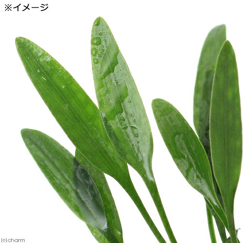 （水草）クリプトコリネ　ルーケンス（3ポット分）
