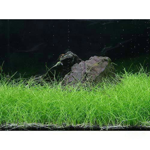 �ʿ���˥ߥ��ǾƤ�ȭ���إ������饹�ʿ���աˡ�̵�����ˡ�3ȭ��