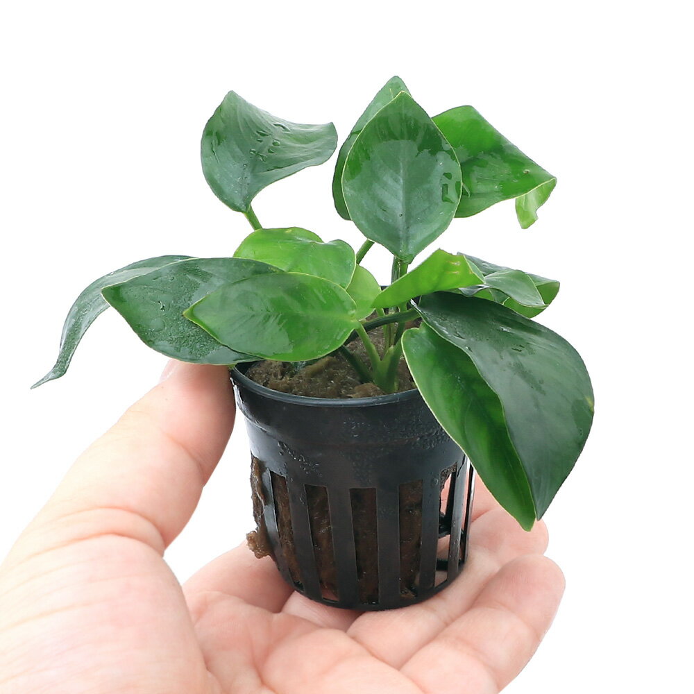 �ʿ���˥��̥ӥ����ʥʡʿ���աˡ�3�ݥå�ʬ��