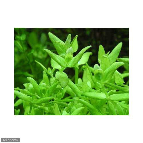 （水草）バコパsp．ローライマ（水上葉）（無農薬）（10本）