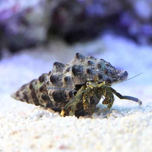 （海水魚）ヤドカリ　沖縄産　イソヨコバサミ（5匹）　北海道・九州航空便要保温...