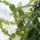 （海水魚）海藻　生餌　ウミブドウ