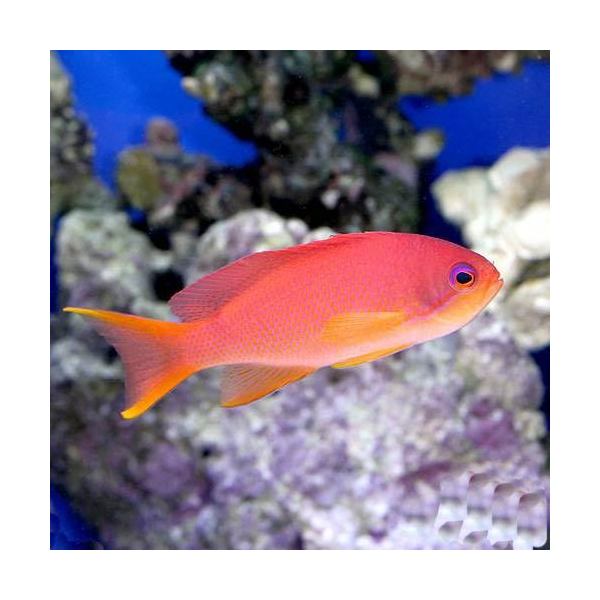 （海水魚）キンギョハナダイ　メス（5匹）　北海道・九州航空便要保温