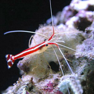 (海水魚)エビ スカンクシュリンプ Sサイズ(2匹) 北海道・九州航空便要保温