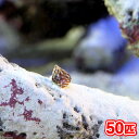 （海水魚）生餌　エサ用小型巻貝（チグサガイ　ミックス）　コケの掃除（50匹）　活餌　北海道・九州航空便要保温