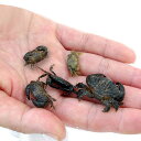 (海水魚)カニ 生餌 エサ用カニ ミックス Sサイズ(5匹) 活餌