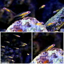 (海水魚)沖縄産 アカメハゼ(3匹)