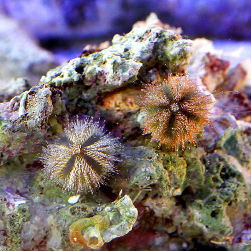 （海水魚）ウニ　コシダカウニ　ミックスカラー　Sサイズ（3匹）　北海道・九州航空便要保温