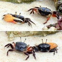 (海水魚)カニ ルリマダラシオマネキ ペア(1ペア)