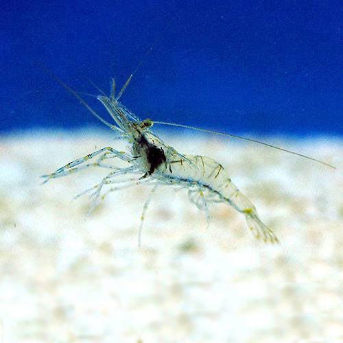 （海水魚）生餌　エサ用エビミックス　SSサイズ（30匹）　活餌　北海道航空便要保温のサムネイル