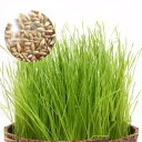 チモシーの種 5g(1袋) 牧草 栽培 家庭菜園 種子 関東当日便
