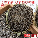 国産 そのままひまわりの種 中 1個 小動物用のおやつ おもちゃ ハムスター 無添加 無着色 関東当日便