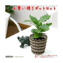 コーヒーの木 （観葉植物）コーヒーの木　3号（5ポット）【HLS_DU】