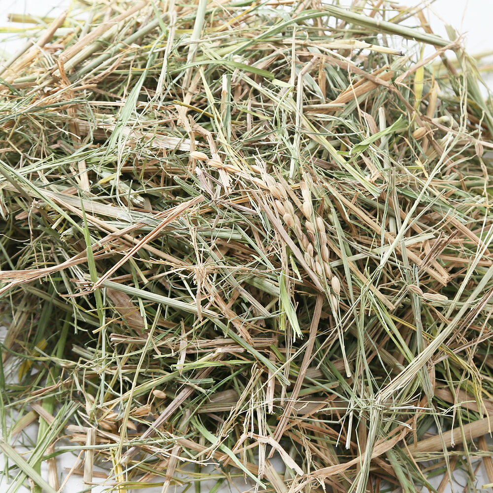 令和5年産　国産　秋刈り干し稲　500g　おやつ牧草　敷材　お一人様6点限り【HLS_DU】　関東当日便