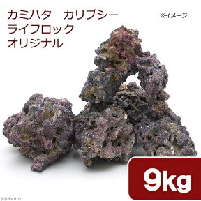 カミハタ　カリブシー　ライフロックオリジナル　9．0kg　人工ライブロック【HLS_DU】　関東当日便