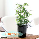 (観葉植物)ヘデラ(アイビー)(品種おまかせ) アーチ仕立て 4号(3鉢セット)