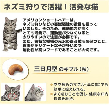 ロイヤルカナン 猫 アメリカンショートヘアー 2kg ジップ付 スケジュール帳おまけ付【HLS_DU】 関東当日便