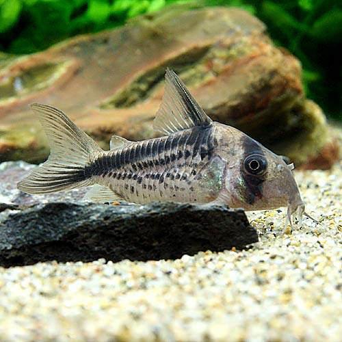 Other - （熱帯魚）コリドラス・ロクソゾヌス（ワイルド）（3匹）　北海道・九州航空便要保温
