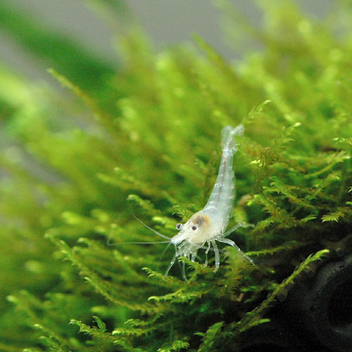 �ʥ��ӡ˥��Ρ��ۥ磻�ȥ�����ס�10ɤ�ˡ��̳�ƻ���彣�Ҷ������ݲ�