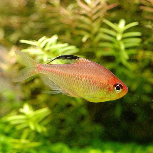 （熱帯魚）ダイヤモンドレッドペレズ・テトラ（3匹）　北海道・九州航空便要保温