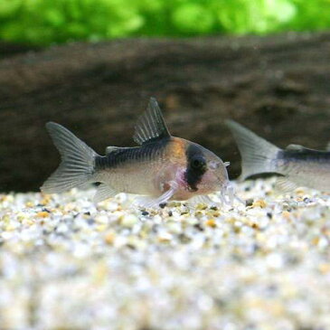 （熱帯魚）コリドラス・デュプリカレウス（ブリード）（3匹）　北海道・九州・沖縄航空便要保温