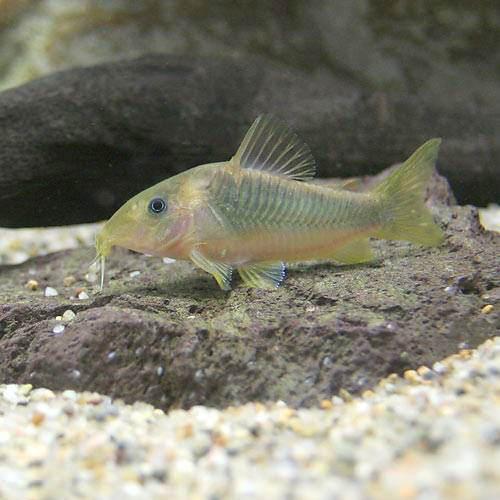 樂天商城 - （熱帯魚）コリドラス・メラノタエニア（ワイルド）（3匹）　北海道・九州航空便要保温