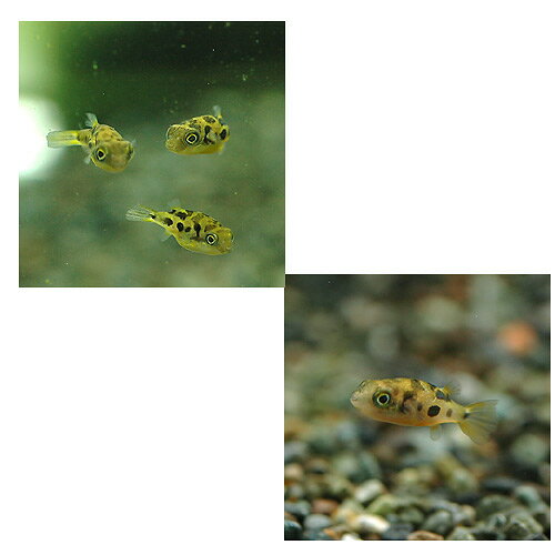 ��Ǯ�ӵ��˥��٥ˡ��ѥե����ʥ磻��ɡˡ�4ɤ�ˡ��̳�ƻ���彣�Ҷ������ݲ�