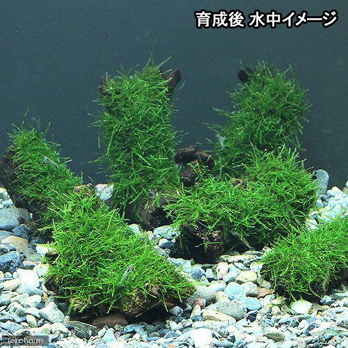 （水草）巻きたて　ウィローモス　流木　SSサイズ（約10cm）（水中葉）（無農薬）...
