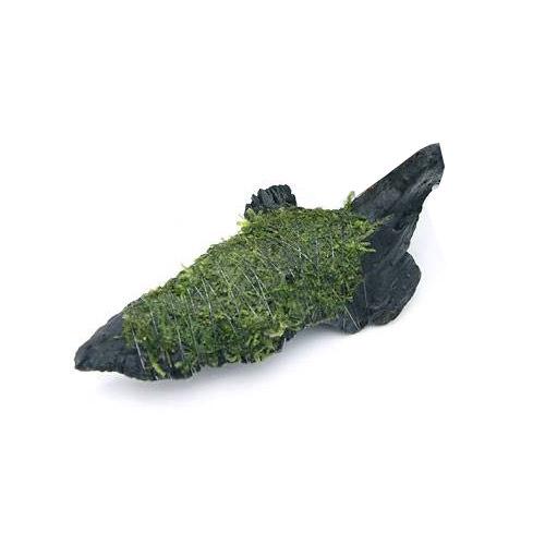 ※自然流木を使用しています。入荷時にタグの付いていた穴や、サイズ調整の為の断面がございます。あらかじめご了承ください。ウィローモスと比べるとやや大型で、迫力ある姿になります！活着はしておりませんが、ウィローモスの成長過程を楽しめる商品となっております。（水草）巻きたて　ジャイアント南米ウィローモス　流木　Sサイズ（約15cm）（無農薬）（3本）販売名【巻きたて】ジャイアント南米ウィローモス付　流木　Sサイズ販売単位3本サイズ流木　12〜19cm程度　※形状はおまかせです。別名ジャイアント南米モス学名（※）Taxiphyllum　sp．（※）…改良品種や学名が不明の種は流通名での記載の場合があります。分類ハイゴケ科（Hypnaceae）キャラハゴケ属（Taxiphyllum）分布不明どんな種類？育成難易度　→　★★☆☆☆南米産ウィローモスと比べるとやや大型で、幾何学的な形状に葉を展開するウィローモスの仲間です。活着性も有り流木や石に活着させ、様々な方法で使用できる草です。レイアウト水槽は言うまでも無く、標準的な1〜2灯程度のライトで十分に見ごたえのある姿に育てられることから、生体メインの水槽のポイントとして重宝される種類です。育成面での要求はそれ程厳しくありませんが、最大の魅力である整った葉の形を楽しむのであればやや暗めの照明（1〜2灯程度）、少量のCO2と肥料分の添加を行った方が良いです。水質にもうるさくなく、底床もソイル、砂利系どちらでも構いません。元々水草育成をメインにセッティングした水槽ではそれ程難なく育てることができる種類ですが、グロッソスティグマやグリーンロタラ向けにセッティングした、高光量で肥料が多目の水槽ではエビを活用してコケの発生を防ぐようにしましょう。活着性は弱めなので、石や流木に括り付けるにはテグスの使用がお勧めです。新芽がコンスタントに伸び始めていることが確認できたら、一度葉をカットすると次から生えてきた葉がきれいに生え揃うのもウィローモスと同じです。できあがった茂みは美しく、ついついカットをためらってしまいますが、あまり密集しすぎると光のあたらない部分ができてしまい、そこから枯れて剥がれてしまったり、またゴミや排泄物が溜まって水質の悪化の原因となります。時々カットして下の葉にも十分に光が当たるようにしたり、水替えの際にホースで間に溜まっているゴミを吸い出すようにすると、予想外のトラブルを未然に防ぐことができます。美しい幾何学的な茂みと若干のCO2の添加で維持できる、茂みが隠れ家となり、また微生物が発生しやすいポイントともなる、と言うことから、見た目と実用を兼ねてブリーディングに用いられること多い種類です。コケ取りはエビ類となりますが、ジャイアント南米産ウィローモスメインの水槽であれば、光量を抑え気味に設定し、コケの発生を防ぐ方法もお勧めです。様々なバリエーションがあるモスの仲間ですが、育成が容易な上、幾何学的な形状が楽しめるのがこのジャイアント南米産ウィローモスです。一般的な水草水槽の環境であれば、他の草の陰になる様な位置でも十分に美しく育ちますので、応用範囲も広いです。また環境への要求がシビアでないことから、小型水槽への使用にも耐えうる種類です。葉を短く維持すれば前景に、長く伸ばせば後景にと、小型水槽の中一つを取ってみても、様々な用途に使用できます。育成要件＆データ光量　　　　　→　60cm20W3灯以上（2400〜3000lm）CO2　　　　 →　無くても可　1滴／3秒（60cm標準水槽相当）pH　　　　　　→　5〜7GH　　　　 　 →　0〜6kH　　　　　　→　0〜6温度　　　　　→　20〜27度底砂　　　　　→　ソイル、砂、大磯推奨水槽　　→　30cm以上　植栽位置　　→　前□■■□□後草姿　　　　　→　コケ・モス類、活着系最大草姿　　→　−生長速度　　→　遅め増殖方法　　→　枝わかれ※…育成環境は一例です。必ずしもこの環境下であれば育つことを確約するものではございません。注意※表記サイズは1株（1本）でのおおよその目安です。育成環境や、成長の度合いにより最大サイズは異なります。※流木の形状はお選びいただけません。PSBQ10　ピーエスビーキュート　淡水用　30mL5個セット　光合成細菌　バクテリア　熱帯魚（生餌）淡水用　微生物で水質向上セット　エサ用ゾウリムシミックス＋PSBQ10　本州四国限定（エビ）ヤマトヌマエビ　国産（5匹）（エビ）ミナミヌマエビ（10匹）（＋1割おまけ）（熱帯魚）オトシンクルス（3匹）　北海道航空便要保温多機能リングろ材　LIFE　MULTI（ライフマルチ）　約500mL（16個入）Fe　Energy（エフイーエナジー）　アクア　濃縮タイプ　20mL　（水草の栄養液）形状お任せ　煮込み済み　極上流木　Mサイズ（約20〜30cm）　3本　アクアリウム　テラリウム　レイアウト素材魚が簡単に飼える　リーフプロソイル　pHダウン　8L　pH4．5〜5．5　お一人様3点限り　吸着ソイル　国産　熱帯魚　用品日本動物薬品　ニチドウ　水草が育つCO2リキッド　2本入　（緑）アクロ　化学反応式CO2ジェネレーターセット　クエン酸重曹付属　水草育成 … 熱帯魚　ウィローモス特集　水草付き流木　巻きたてはこちら　南米ジャイアントモスはこちら　塊状ジャイアント南米モスSはこちら　塊状はこちら　エビ用水草　水草　モス／シダ付流木　all_plants　ウィローモス　jp1109　mos_drift_wood　20100824　OSH　wp_kywrd　巻きたて水草0813　しだ　羊歯　47house　catmosscreate2022giantsouth　woodplants　y10m08（水草）巻きたて　ジャイアント南米ウィローモス　流木　Sサイズ（約15cm）（水中葉）（無農薬）（1本）構成する商品内容は在庫状況により予告無く変更になる場合がございます。予めご了承下さい。■この商品をお買い上げのお客様は、下記商品もお買い上げです。※この商品には付属しません。■PSBQ10　ピーエスビーキュート　淡水用　30mL5個セット　光合成細菌　バクテリア　熱帯魚（生餌）淡水用　微生物で水質向上セット　エサ用ゾウリムシミックス＋PSBQ10　本州四国限定（エビ）ヤマトヌマエビ　国産（5匹）（エビ）ミナミヌマエビ（10匹）（＋1割おまけ）（熱帯魚）オトシンクルス（3匹）　北海道航空便要保温多機能リングろ材　LIFE　MULTI（ライフマルチ）　約500mL（16個入）Fe　Energy（エフイーエナジー）　アクア　濃縮タイプ　20mL　（水草の栄養液）形状お任せ　煮込み済み　極上流木　Mサイズ（約20〜30cm）　3本　アクアリウム　テラリウム　レイアウト素材魚が簡単に飼える　リーフプロソイル　pHダウン　8L　pH4．5〜5．5　お一人様3点限り　吸着ソイル　国産　熱帯魚　用品日本動物薬品　ニチドウ　水草が育つCO2リキッド　2本入　（緑）アクロ　化学反応式CO2ジェネレーターセット　クエン酸重曹付属　水草育成