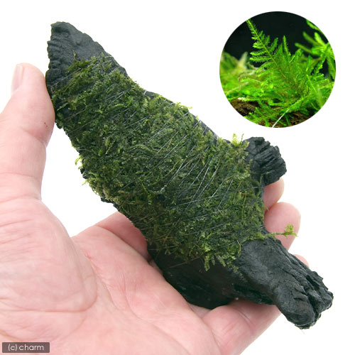 （水草）巻きたて　ジャイアント南米ウィローモス　流木　Sサイズ（約15cm）（水中...