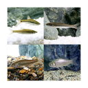 (淡水魚)生餌 エサ用川魚 Sサイズ(50匹) 活餌