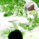 (めだか)白メダカ初心者セット 白メダカ(12匹) +ヒメタニシ(5匹) セット
