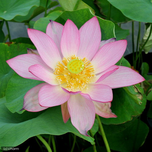 �ʥӥ��ȡ��סˡʤ�����ˤϤ���ƤΥϥ����ݥ��åȡ���˷�����ǽ�ƴ�45L�ܥҥ�������⤭��¾���������ա��ܽ��͹����