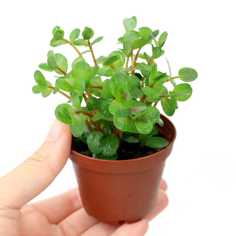 �ʿ����ȭ�����������顡���ȥ�ǥ��ե��ꥢ�ʿ���աˡ�̵�����ˡ�3ȭ��