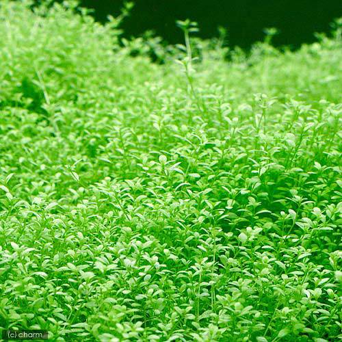 前景草にも使えるライトグリーンが美しい美種です！南米産ミズハコベ別名−学名（※）Callitriche　sp．（※）…改良品種や学名が不明の種は流通名での記載の場合があります。分類アワゴケ科（Callitrichaceae）アワゴケ属（Callitriche）分布南米どんな種類？育成難易度　　　　→　★★★★☆アワゴケ科（Callitrichaceae）の植物。ラージパールのような明るい黄緑色の葉が魅力的な前景草〜中景草です。気泡を付けた姿は非常に美しいです。葉は互生、全縁、円頭です。葉形は楕円形ないし倒卵形、葉長最大5mm程度、葉幅最大3mm程度です。葉柄は1mm未満、葉の基部は漸鋭尖形です。葉表は明るい黄緑色、葉裏は白緑色です。一旦生長を始めると瞬く間に範囲を広げていきます。密になってくると折り重なるように、グリーンロタラをこんもりとしてくるので、有る程度定期的に間引くと良いでしょう。60cm4灯、CO2添加、弱酸性の環境を必要とします。26度を超える水温は好みません。特に光量は重要で、2灯程度だと這わずに上に生長します。ミズハコベの仲間は新しい水を好みます。水が古くなると生長がとまったり、コケの発生などを引き起こすので、定期的な水換えが必要です。育成要件＆データ光量　　　　　　→　60cm20W4灯（2400〜3000lm）以上 CO2　　　　　→　1滴／3秒（60cm標準水槽相当）pH　　　　　　→　5〜7GH　　 　 →　0〜6kH　　　　　　→　0〜6温度　　　　　　→　20〜26度底砂　　　　　　→　ソイル推奨水槽　　　　→　30cm以上植栽位置　　　　→　前□■■□□後草姿　　　　　　→　有茎草最大草姿　　　　→　葉幅2mm生長速度　　　　→　速め増殖方法　　　　→　差し戻し、枝わかれ※…育成環境は一例です。必ずしもこの環境下であれば育つことを確約するものではございません。注意※表記サイズは1株（1本）でのおおよその目安です。育成環境や、成長の度合いにより最大サイズは異なります。※鉢にウール又はソイルでの植えたてとなっております。※入荷状況等により、ポットの色や形状がイメージ画像と異なる場合がございます。PSBQ10　ピーエスビーキュート　淡水用　30mL5個セット　光合成細菌　バクテリア　熱帯魚パワーハウス　ベーシック（ソフトタイプ）　Sサイズ　淡水用　5リットル　微酸性　ろ材　pH維持Plants　Green　プランツグリーン　250ml　（水草の栄養液）（熱帯魚）オトシンクルス（3匹）　北海道・九州航空便要保温Fe　Energy（エフイーエナジー）　400g　5mm　（水草の栄養素）Fe　Energy（エフイーエナジー）　アクア　濃縮タイプ　20mL　（水草の栄養液）日本動物薬品　ニチドウ　水草が育つCO2リキッド　2本入　（緑）アクロ　化学反応式CO2ジェネレーターセット　クエン酸重曹付属　水草育成 … 熱帯魚　plants200707　アクア　アクアリウム　レイアウト　水草　前景草　南米　ミズハコベ　横に広がる　all_plants　greenplants　Callitriche　sp．　y15m11（水草）鉢植え　南米産ミズハコベ（水上葉）（無農薬）（1鉢）構成する商品内容は在庫状況により予告無く変更になる場合がございます。予めご了承下さい。■この商品をお買い上げのお客様は、下記商品もお買い上げです。※この商品には付属しません。■PSBQ10　ピーエスビーキュート　淡水用　30mL5個セット　光合成細菌　バクテリア　熱帯魚パワーハウス　ベーシック（ソフトタイプ）　Sサイズ　淡水用　5リットル　微酸性　ろ材　pH維持Plants　Green　プランツグリーン　250ml　（水草の栄養液）（熱帯魚）オトシンクルス（3匹）　北海道・九州航空便要保温Fe　Energy（エフイーエナジー）　400g　5mm　（水草の栄養素）Fe　Energy（エフイーエナジー）　アクア　濃縮タイプ　20mL　（水草の栄養液）日本動物薬品　ニチドウ　水草が育つCO2リキッド　2本入　（緑）アクロ　化学反応式CO2ジェネレーターセット　クエン酸重曹付属　水草育成