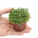 (水草)グロッソスティグマ(水上葉)鉢植え(無農薬)(3鉢)