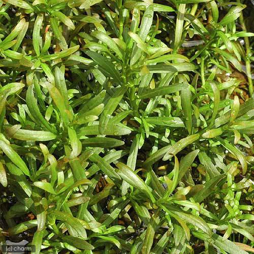 （水草）アラグアイア　レッドクロスプランツ（水上葉）（無農薬）（10本）