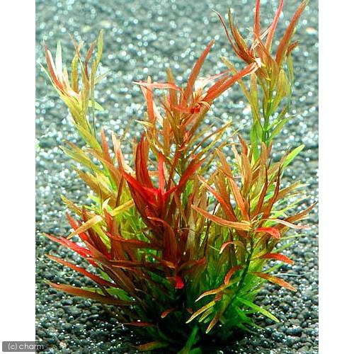 （水草）アラグアイア　レッドクロスプランツ（水上葉）（無農薬）（10本）